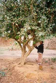 Ernte gut - alles gut